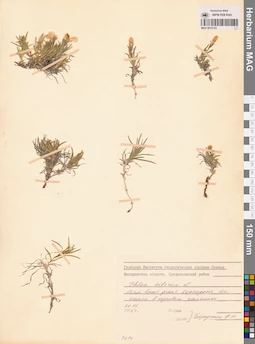 MAG 0015123