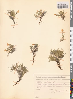 MAG 0015124