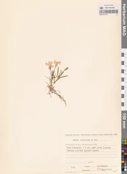 MAG 0015125