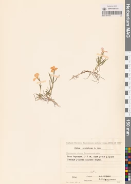 MAG 0015126