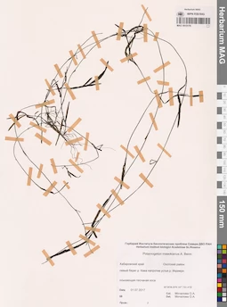 MAG 0015176