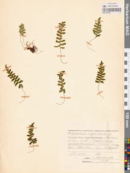 MAG 0015309