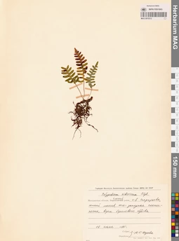 MAG 0015312