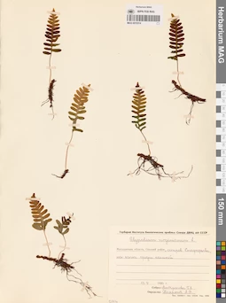 MAG 0015314