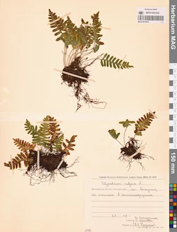 MAG 0015315