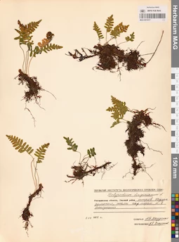 MAG 0015317