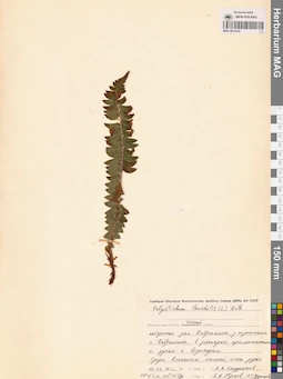 MAG 0015322