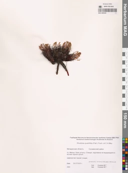 MAG 0005439