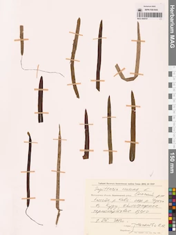 MAG 0008767