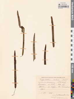 MAG 0008768