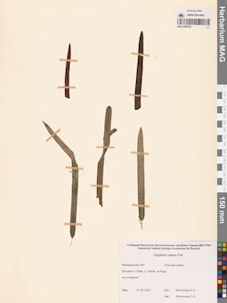 MAG 0008769