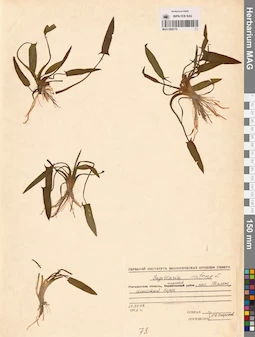MAG 0008770