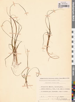MAG 0008772
