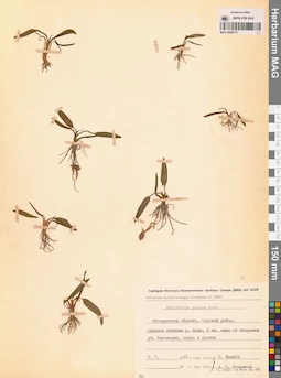 MAG 0008775