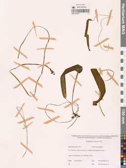 MAG 0008783