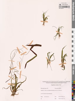 MAG 0008784