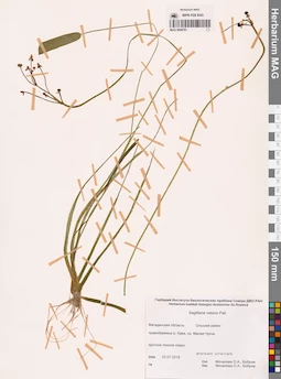 MAG 0008791