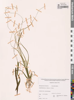 MAG 0008795