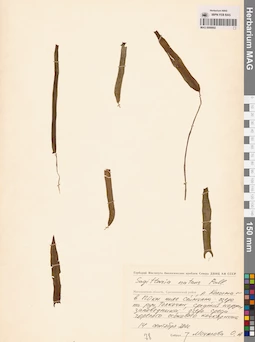 MAG 0008802