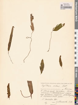 MAG 0008803