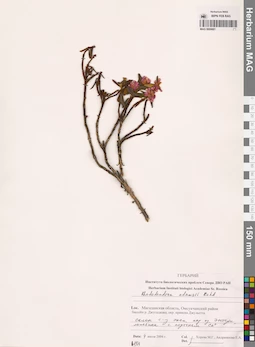 MAG 0009881