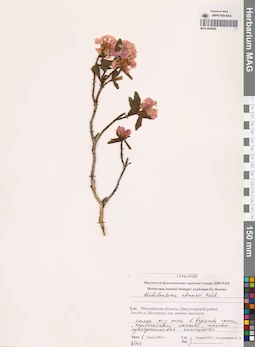 MAG 0009882