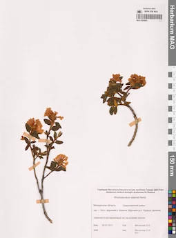 MAG 0009883
