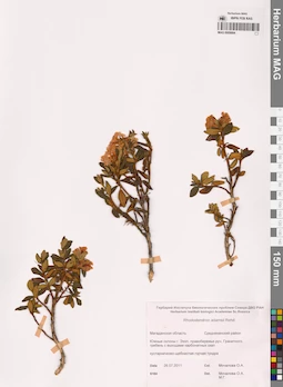MAG 0009884