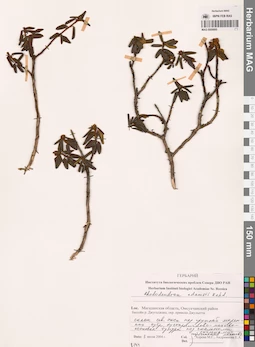 MAG 0009885