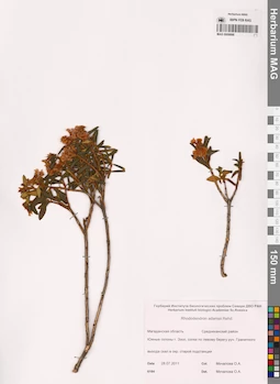 MAG 0009886