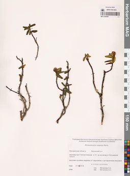 MAG 0009887