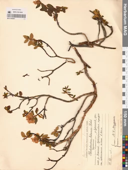 MAG 0009891
