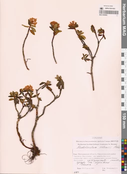 MAG 0009892