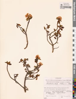 MAG 0009893
