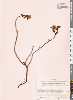 MAG 0009894