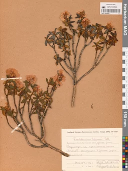 MAG 0009895