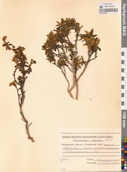 MAG 0009896