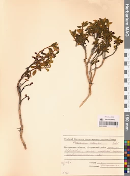 MAG 0009897
