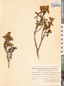 MAG 0009898