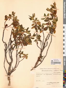 MAG 0009899