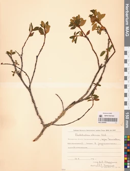 MAG 0009900
