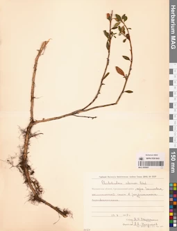 MAG 0009901