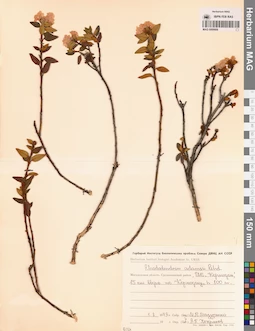 MAG 0009906