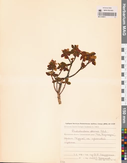 MAG 0009911