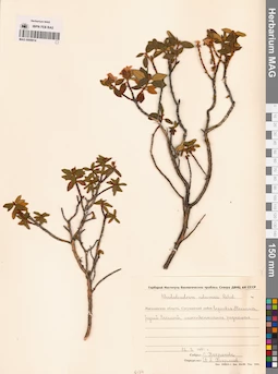 MAG 0009914