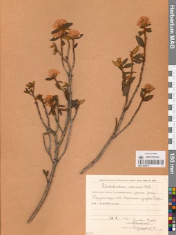 MAG 0009915