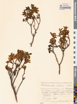 MAG 0009920