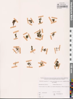 MAG 0012780