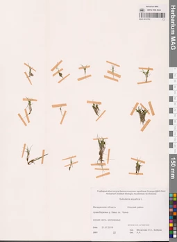 MAG 0012782