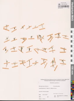 MAG 0012783